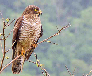 Харцгай (Саржуу харцгай)